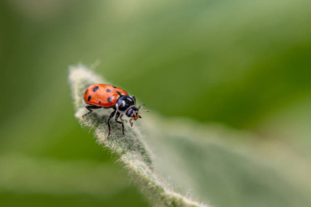 Ladybug stock photo