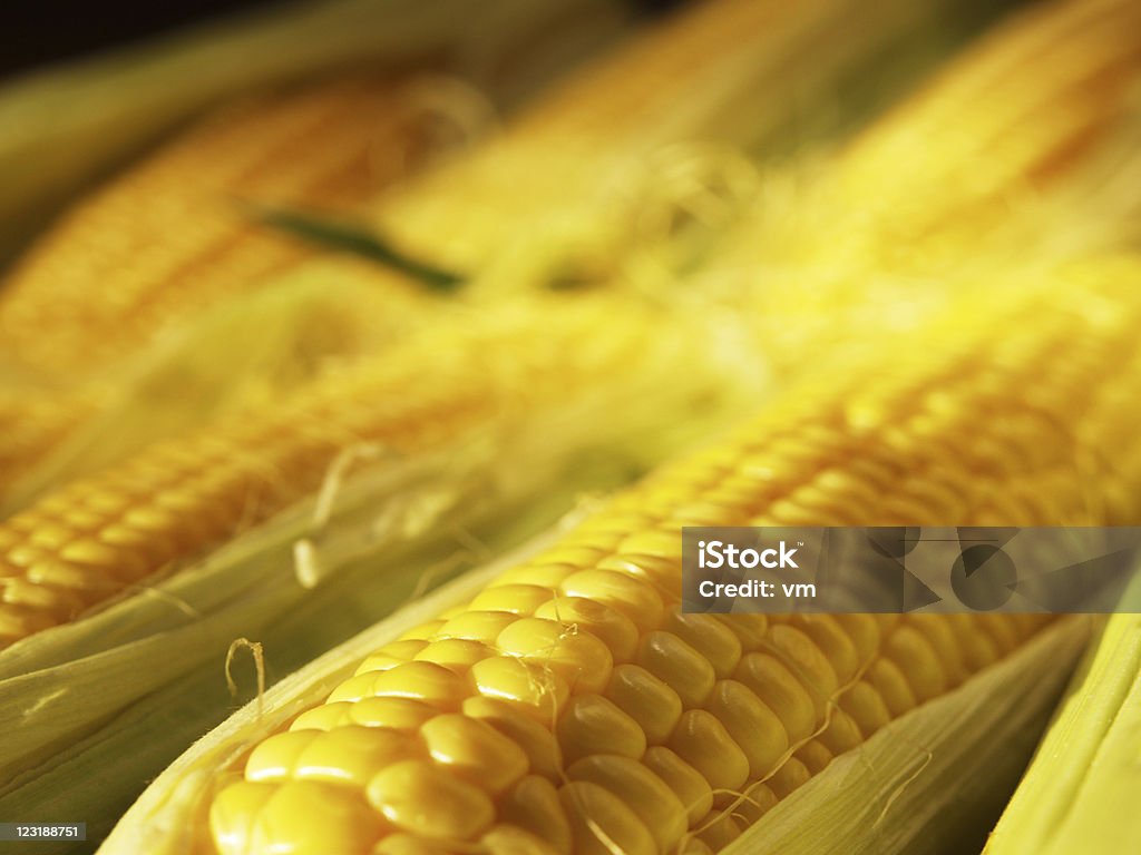 Fresh corn  Agriculture Stock Photo