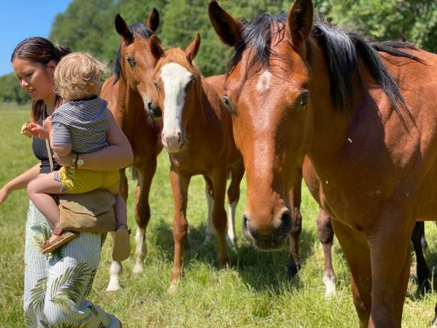 istock Mother with little son at the horses 1231893191