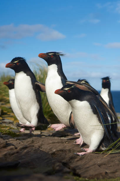 istock Rockhopper Penguins coming ashore 1231899959