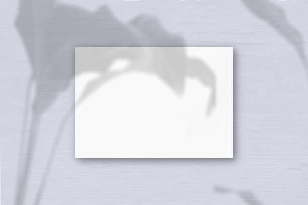 istock A horizontal A4 sheet of white textured paper on the grey wall background. Mockup overlay with the plant shadows. Natural light casts shadows from an exotic plant. Horizontal orientation 1231900271