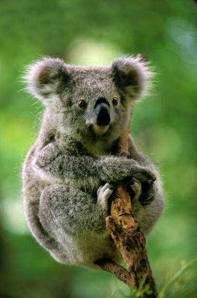 istock KOALA phascolarctos cinereus, FEMALE 1231903658