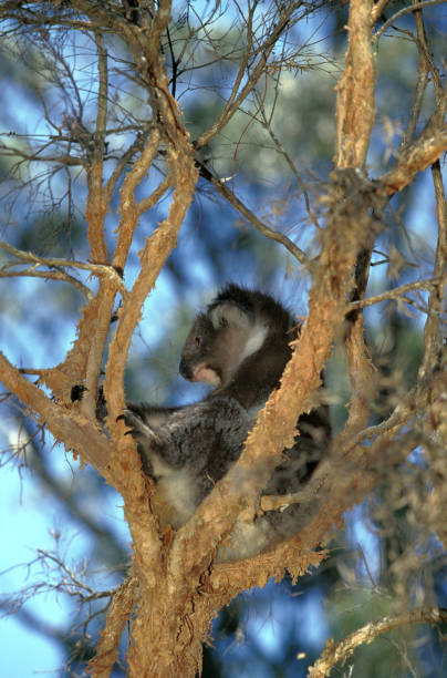 istock KOALA phascolarctos cinereus, ADULT STANDING IN TREE 1231905234