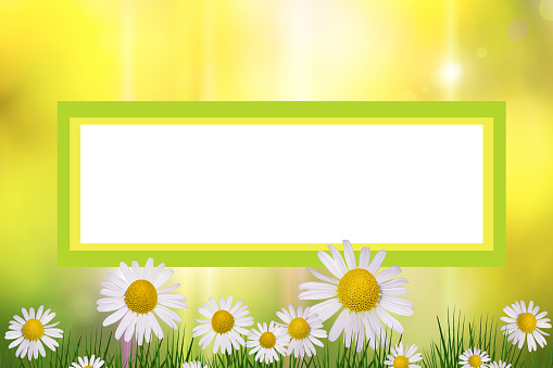 Frame of chamomile flowers, background space for text, summer cardFrame of chamomile flowers, background space for text, summer card