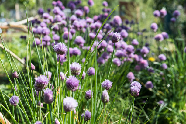 istock Purple chive flowers in outdoor setting in bright spring sunshine 1231935281