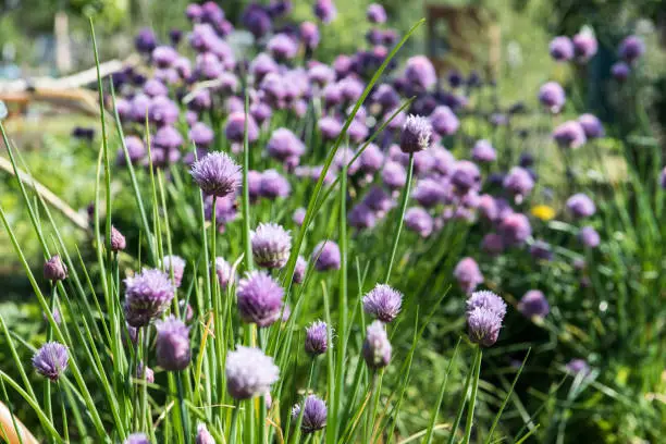 Purple chive blossom heads on stems in outdoor setting in bright sunshine