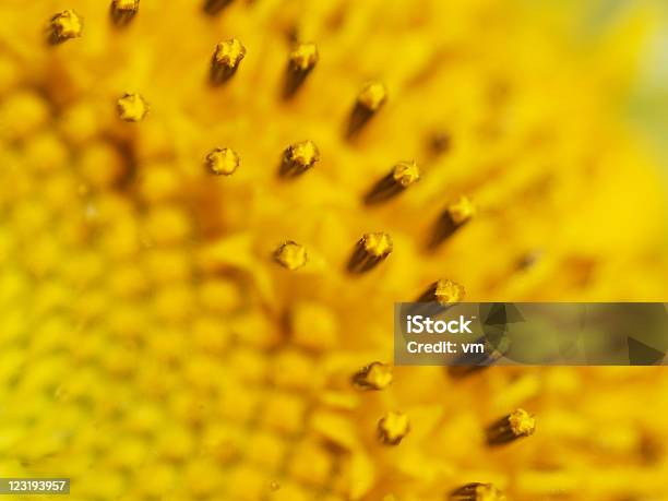 Girasole - Fotografie stock e altre immagini di Astratto - Astratto, Capolino, Close-up