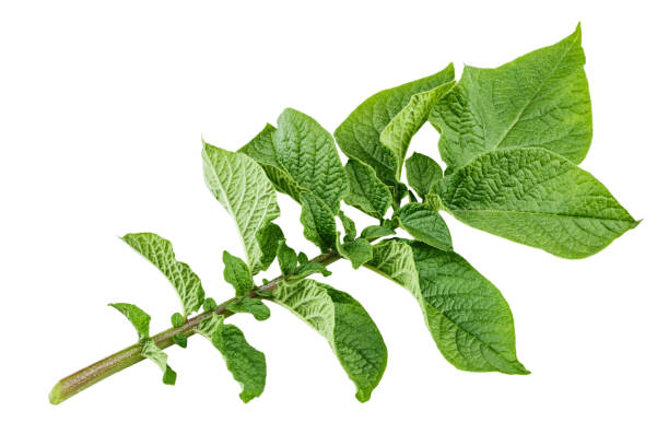 potato leaves on a twig. isolated on a white background. file contains clipping path