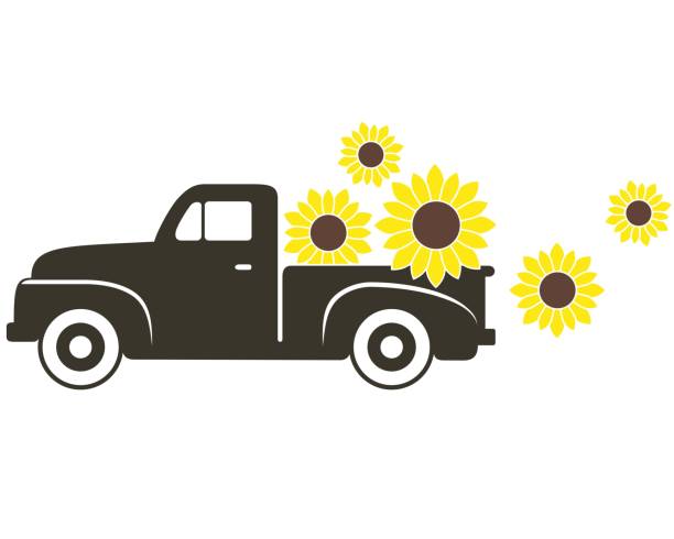 Vintage pick-up truck carrying sunflowers on a white background.