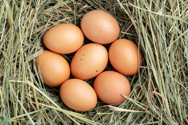 istock organic farm brown chicken eggs 1231958211