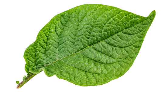 potato leaf close-up isolated on a white background. file contains clipping path