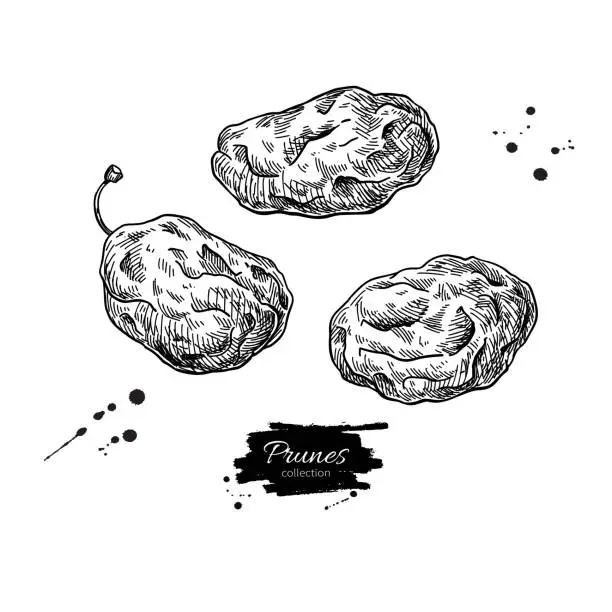 Vector illustration of Dried plum set. Prune vector drawing. Hand drawn dehydrated fruit illustration.