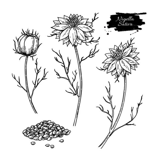 Nigella sativa vector drawing. Black cumin isolated illustration. Hand drawn botanical flower branches and seeds. Nigella sativa vector drawing. Black cumin isolated illustration. Hand drawn botanical flower branches and seeds. Vintage engraved oil ingredient. Sketch of medicinal herb. caraway seed stock illustrations