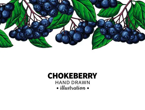 Vector illustration of Chokeberry vector drawing. Hand drawn botanical template with berries and leaves.