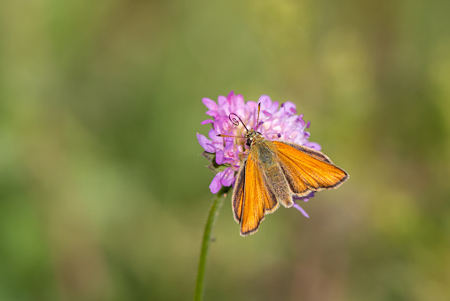 Small skipper butterfly sucking on a scabiosa.