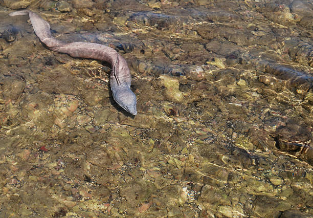 istock Moray eel at Hanauma Bay, Hawaii 123199292