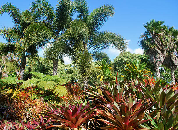 Dense tropical plants fill the frame with vibrant green tones and soft light. A palm rises among the foliage, creating a vivid and calming natural scene.
