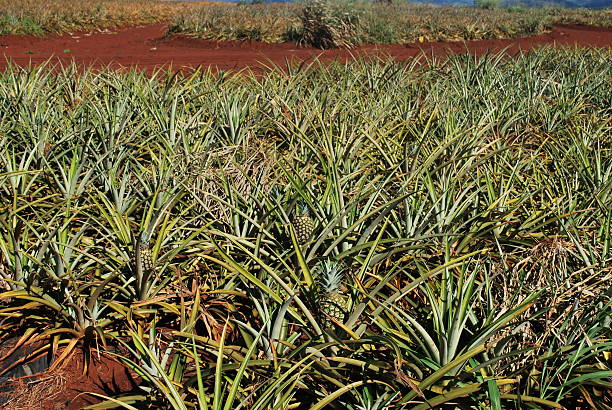 istock Pineapple plantation in Hawaii 123199451