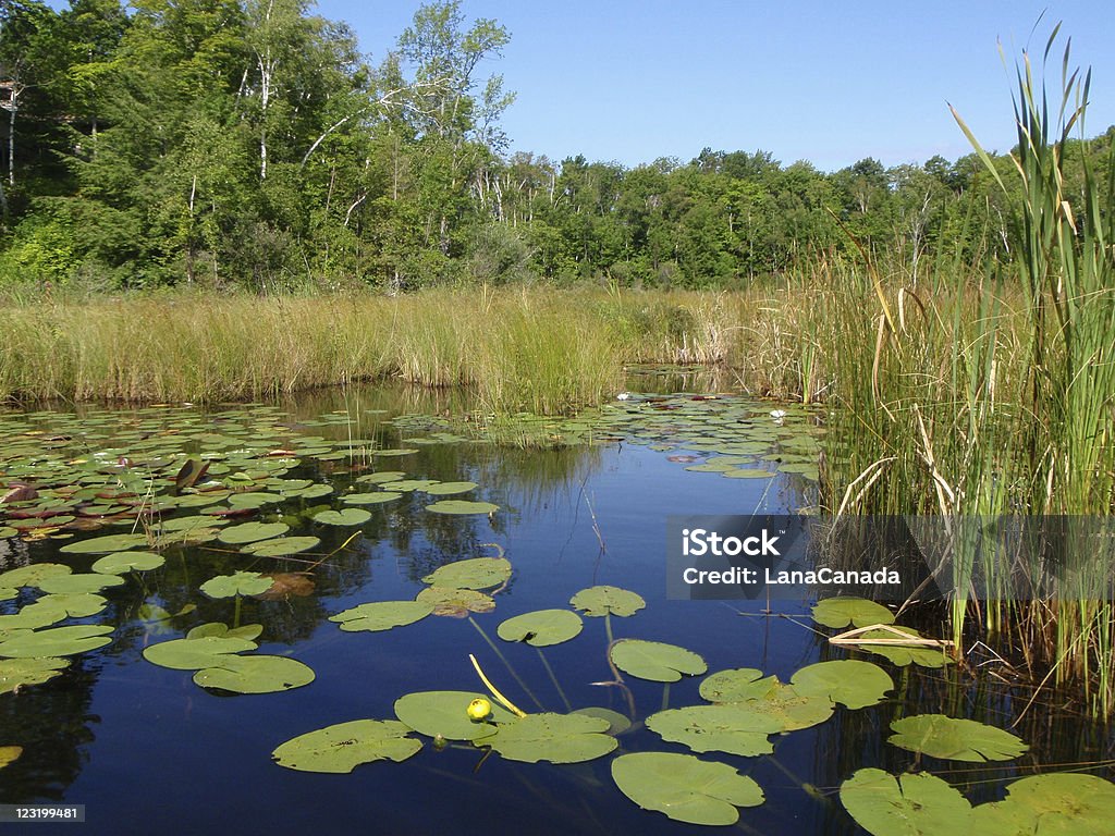 Paseos en kayak por Spry Lake, península de Bruce. - Foto de stock de Agua libre de derechos