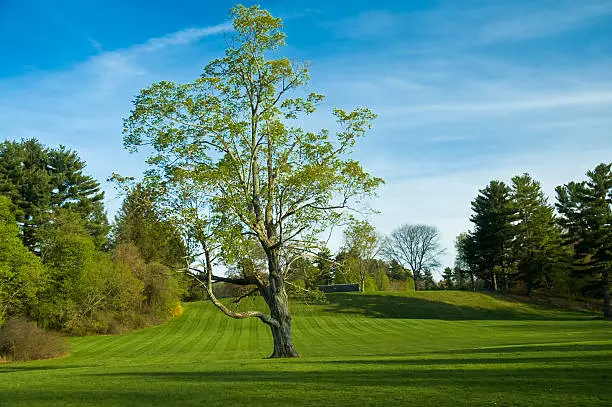 Photo of Spring Landscape