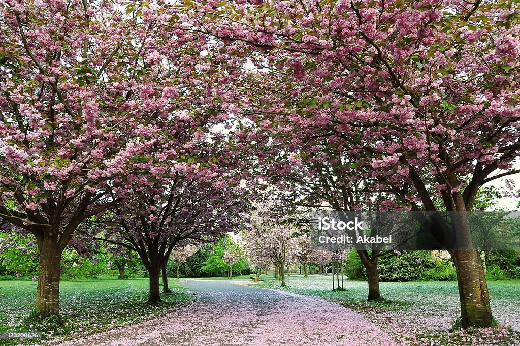 Cherry Blossom ruta - Foto de stock de Carretera con curvas libre de derechos