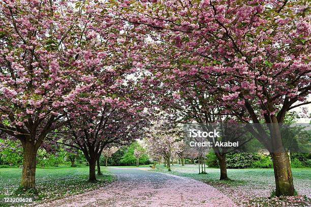 Cherry Blossom Ruta Foto de stock y más banco de imágenes de Carretera con curvas - Carretera con curvas, Flor de cerezo, Abril