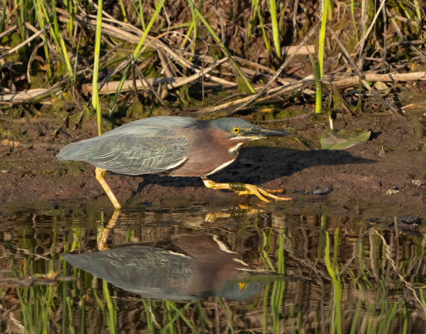 Green back heron on edge of pond stock photo