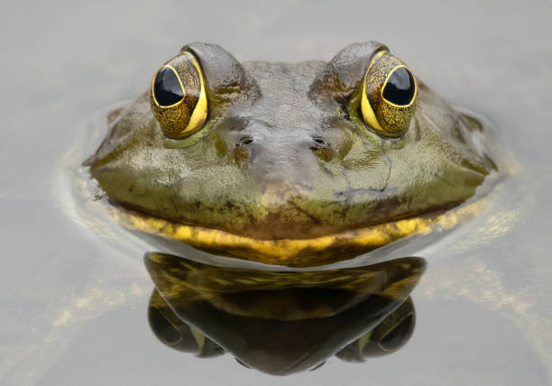 bull frog close up looking at camera - bullfrog frog amphibian wildlife imagens e fotografias de stock