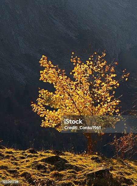 Autumnal Árbol Foto de stock y más banco de imágenes de Aire libre - Aire libre, Aislado, Amanecer
