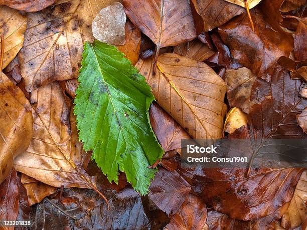 La Supervivencia Foto de stock y más banco de imágenes de Aire libre - Aire libre, Color - Tipo de imagen, Color de hoja otoñal