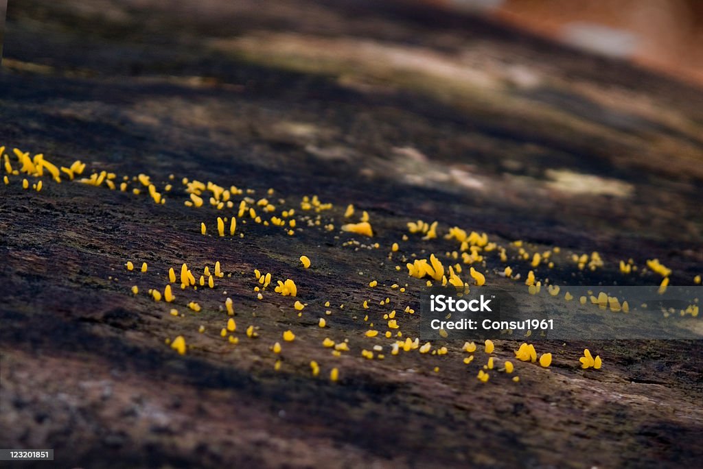 Lichens - Foto de stock de Aire libre libre de derechos