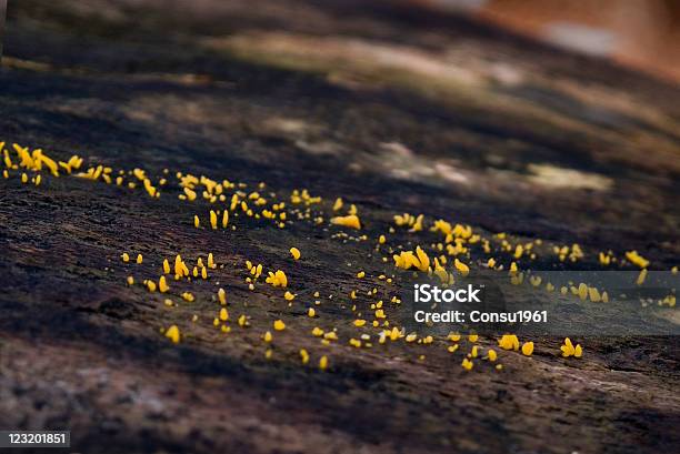 Lichens Foto de stock y más banco de imágenes de Aire libre - Aire libre, Alga, Alga Verde