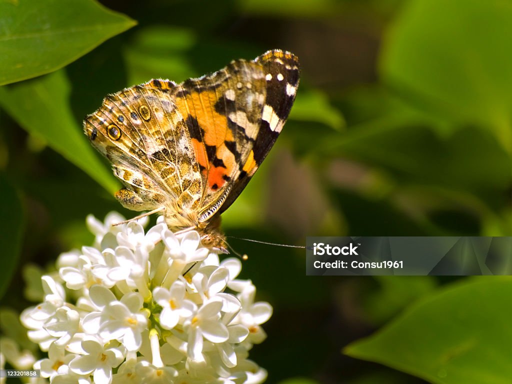 mariposa - Foto de stock de Aire libre libre de derechos