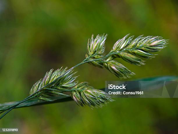 Picos Foto de stock y más banco de imágenes de Aire libre - Aire libre, Color - Tipo de imagen, Detalle de primer plano