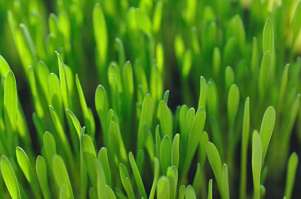 Green grass with focus in the front stock photo