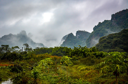 Jungle in the fog in Cat Ba island, Vietnam