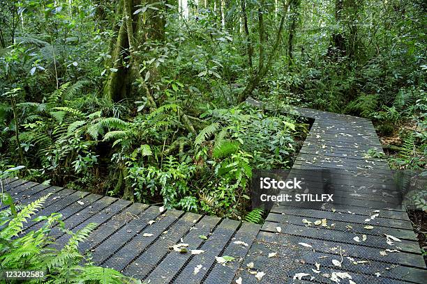 Boardwalks — стоковые фотографии и другие картинки Без людей - Без людей, Влажный тропический лес, Горизонтальный