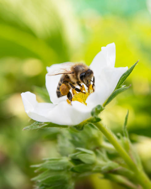 istock Strawberry flower and bee 1232027740