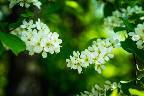 istock Blooming bird cherry tree in the garden 1232032954