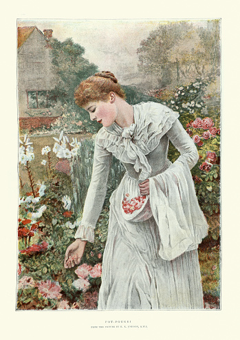 Vintage illustration of a Young woman harvesting rose petals to make Pot pourri, after the painting by Edward Killingworth Johnson