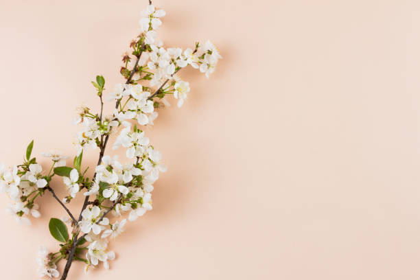 istock flowering branches on a pastel background with a place for an inscription. 1232040152