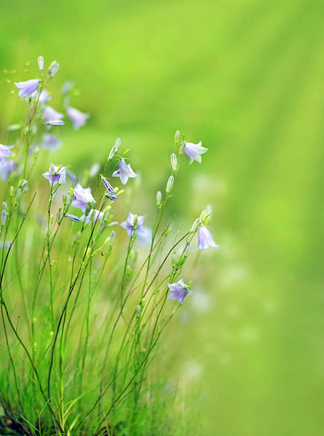 istock Floral border with forest bluebells 123205336