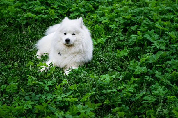 istock Samoyed dog resting on a green lawn 1232061157