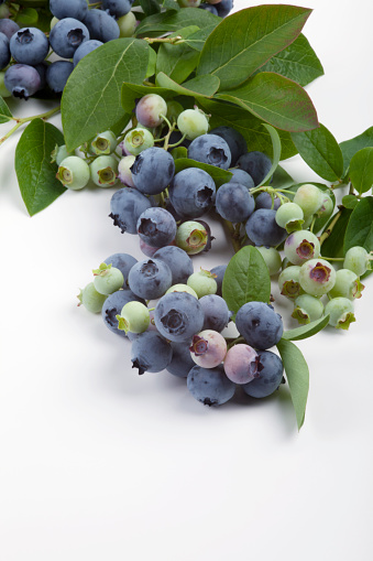Branch of fresh Blueberries on white background.