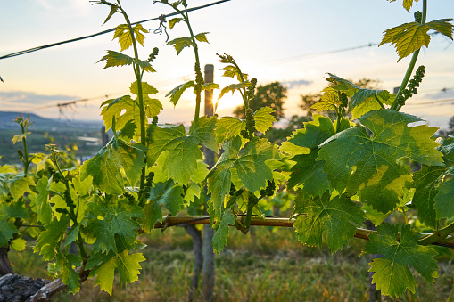 Photo of the first leaves of vine in a vineyard in spring