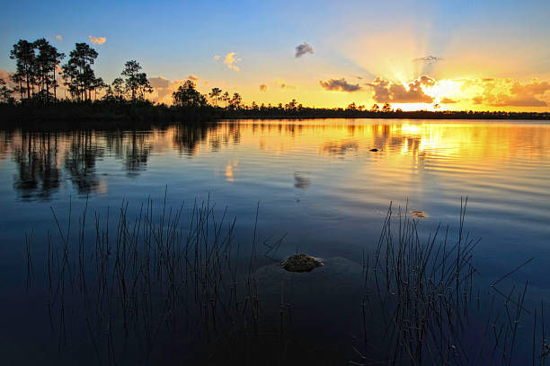 pine glades lago al atardecer - parque nacional everglades fotografías e imágenes de stock