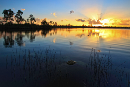 A beautiful sunset at Pine Glades Lake in Everglades National Park, Florida. An alligator appears in the mid-ground.