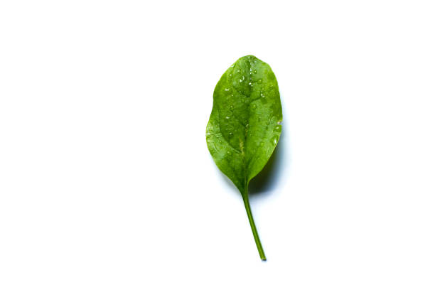 istock green spinach leaves isolated on white background 1232137794