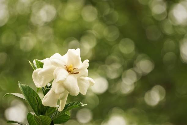 istock Gardenia flower 1232145527