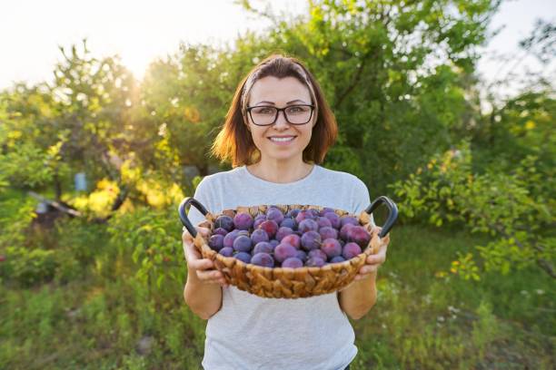 женщина в саду с корзиной слив. урожай свежих сорванных фруктов, спелых синих слив - plum eating women fruit стоковые фото и изображения